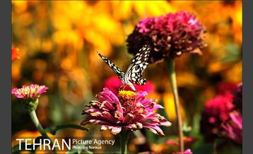 طبیعت بهاری بوستان پلیس  4