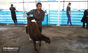 مرکز عرضه دام بهداشتی به مناسبت عید قربان 29