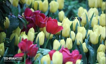 به وقت اردیبهشت؛ باغ ایرانی 33