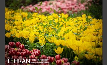 لاله های باغ ایرانی 14