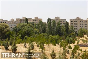 بوستان جنگلی یاس فاطمی 9
