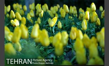 باغ ایرانی (بوستان مهندس مختاری) 2