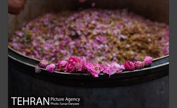 آیین گلاب­گیری «زیارت گل» 11