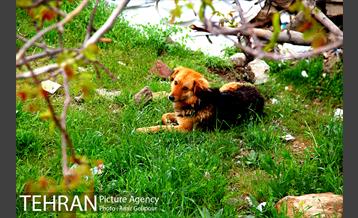 روستای کوهستانی وردیج 27