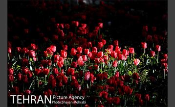 رویش گل های لاله در باغ ایرانی 4
