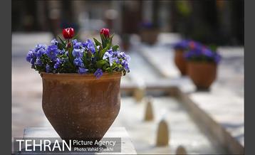 رویش گل های لاله در باغ ایرانی 9