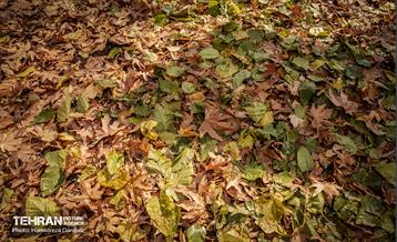 گذرگاه های پاییزی پایتخت - باغ فردوس  23