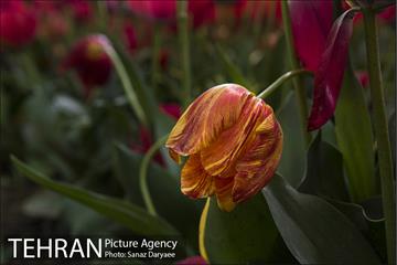 بوستان باغ ایرانی 5