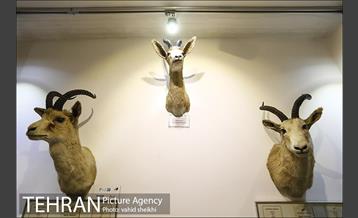 موزه طبیعت و حیات وحش دارآباد 20