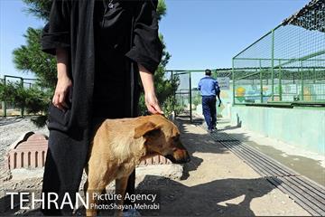 نقاهتگاه سگ های بدون صاحب واقع در آراد کوه 49