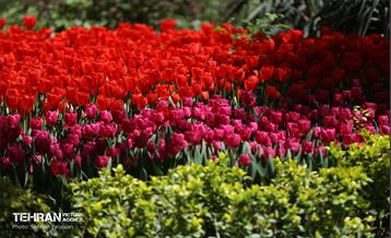 باغ ایرانی میزبان لاله‌ها 48