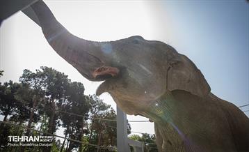 «مایسا» یکساله شد 9