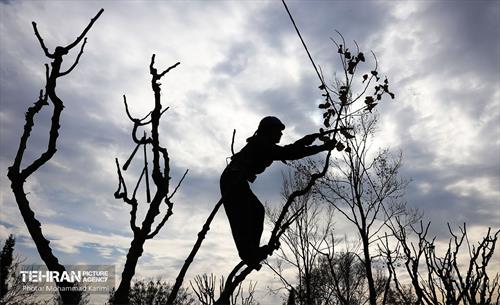 هرس درختان در منطقه ۱۶ 16