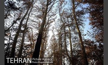 پاییز باغ ایرانی 6