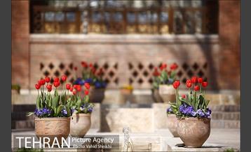 رویش گل های لاله در باغ ایرانی 8