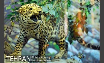 موزه حیات وحش هفت چنار 33