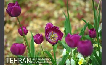 رویش گل لاله در پارک شهر 13