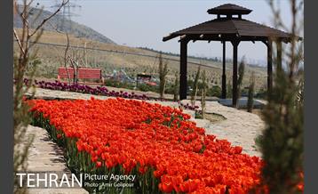 باغ گل لاله های ایرانی در بوستان آبشار تهران‎ 24