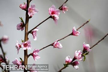 بهار در تهران 23