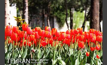 لاله های باغ راه فدک  6