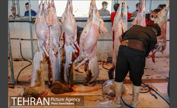 مرکز عرضه دام بهداشتی به مناسبت عید قربان در منطقه 22 تهران 39
