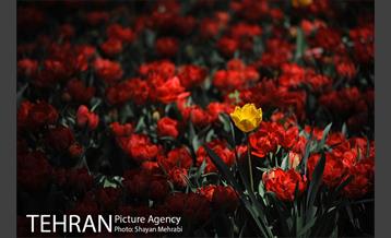 رویش گل های لاله در باغ ایرانی 34