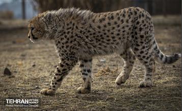 پیروز؛ پسر ایران 29