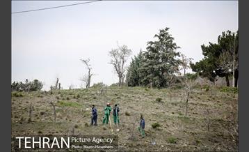 آیین غرس پنچ هزار اصله نهال در اراضی جنگل لویزان 7