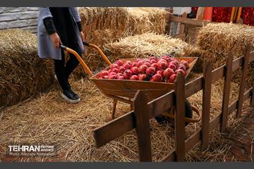 جشنواره انار تهران در گذر گردشگری پارک آب و آتش 29