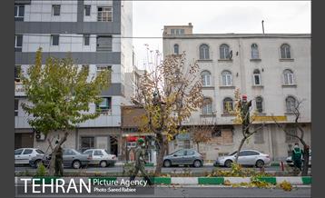 آغاز فصل هرس درختان 6