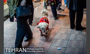 خرید کریسمس در تهران 27