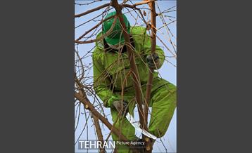 عملیات هرس درختان درمعابر و بوستانهای مناطق تهران 4