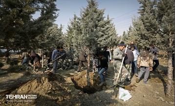 جابجایی اصولی 106 اصله درخت در منطقه 5 شهرداری 12