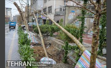 آئین کاشت درخت زندگی 38