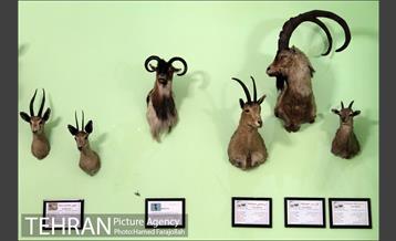 موزه آثار طبیعی و حیات وحش هفت چنار 25