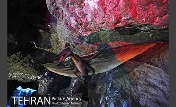 ژوراسیک پارک تهران 39