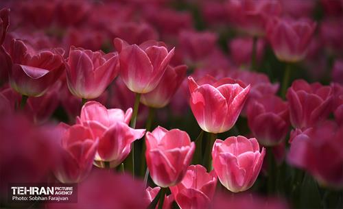 رویش لاله‌ها در باغ ایرانی 12