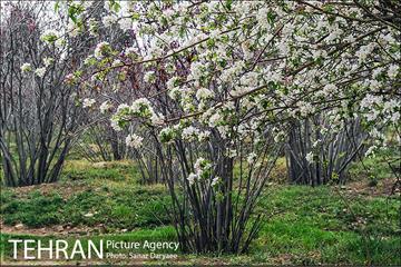 طبیعت بهاری بوستان سرخه حصار‎ 7