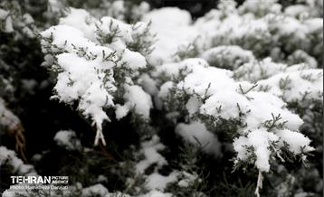 برف چهره تهران را سپیدپوش کرد 4