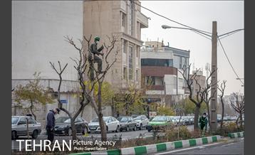 آغاز فصل هرس درختان- 2