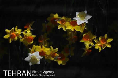 رویش گل های لاله در باغ ایرانی 31