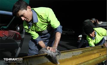 طرح استقبال از بهار در بزرگراه های پایتخت 6