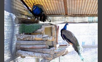 پارک پردیسان 2