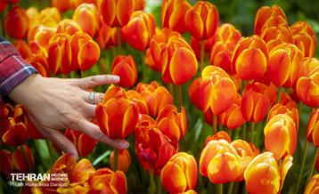 لاله های باغ ایرانی 27
