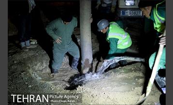 ​جا به جایی درختان گیشا به دلیل ساخت زیرگذر 33