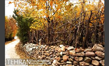 پاییز طلایی روستای افجه 9