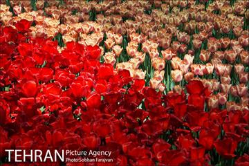لاله برای مادران 2
