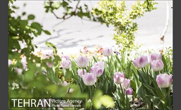 بوستان آزادگان 25