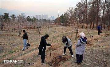 کاشت 2000 نهال مثمر در بوستان جنگلی چیتگر 44