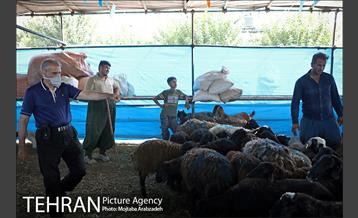 مرکز عرضه دام بهداشتی به مناسبت عید قربان در منطقه 14